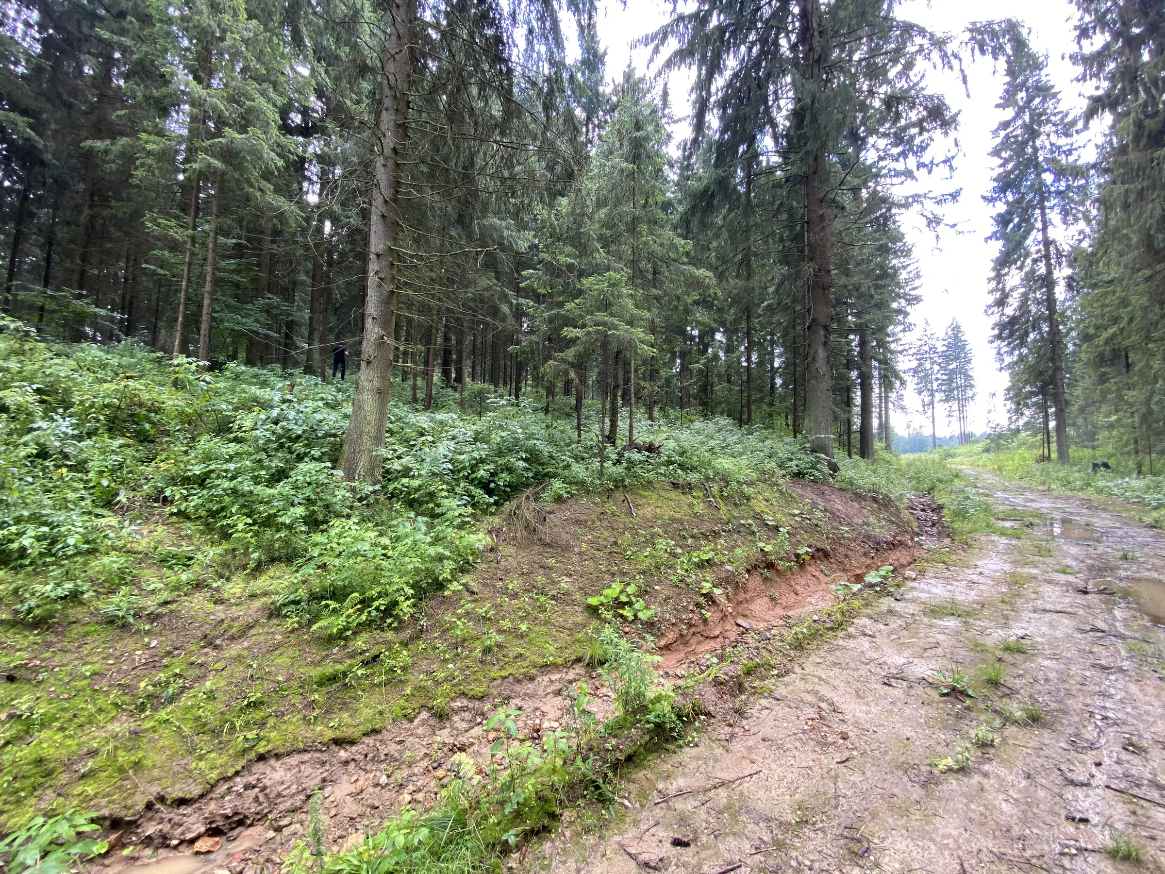 Лес, Ленинградское шоссе, фото 6