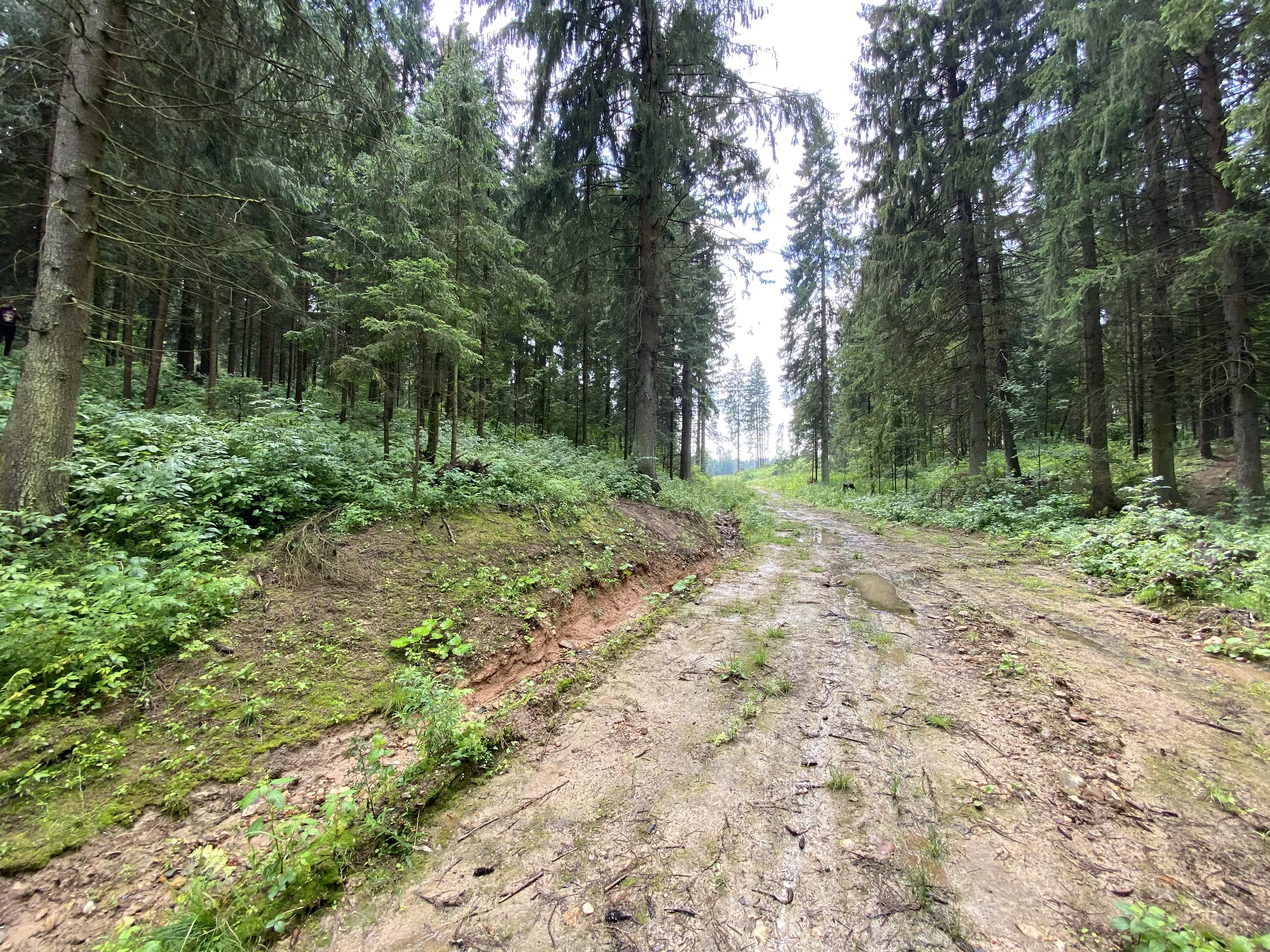 Лес, Ленинградское шоссе, фото 8