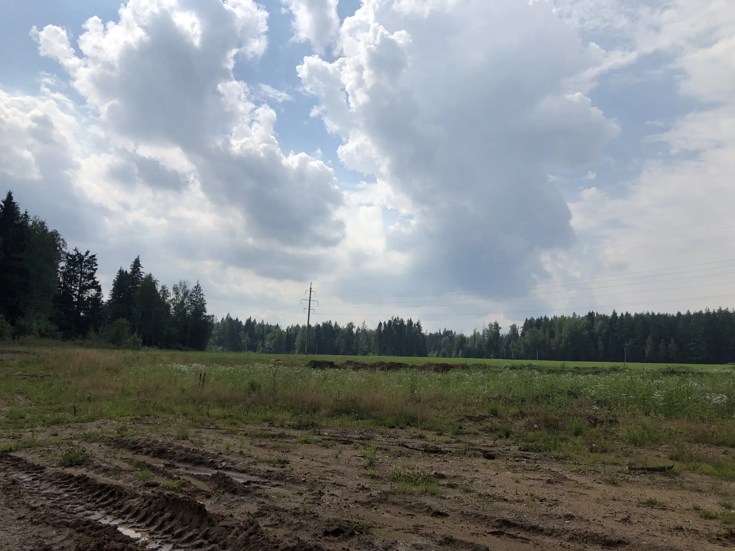Лес, Ленинградское шоссе, фото 18
