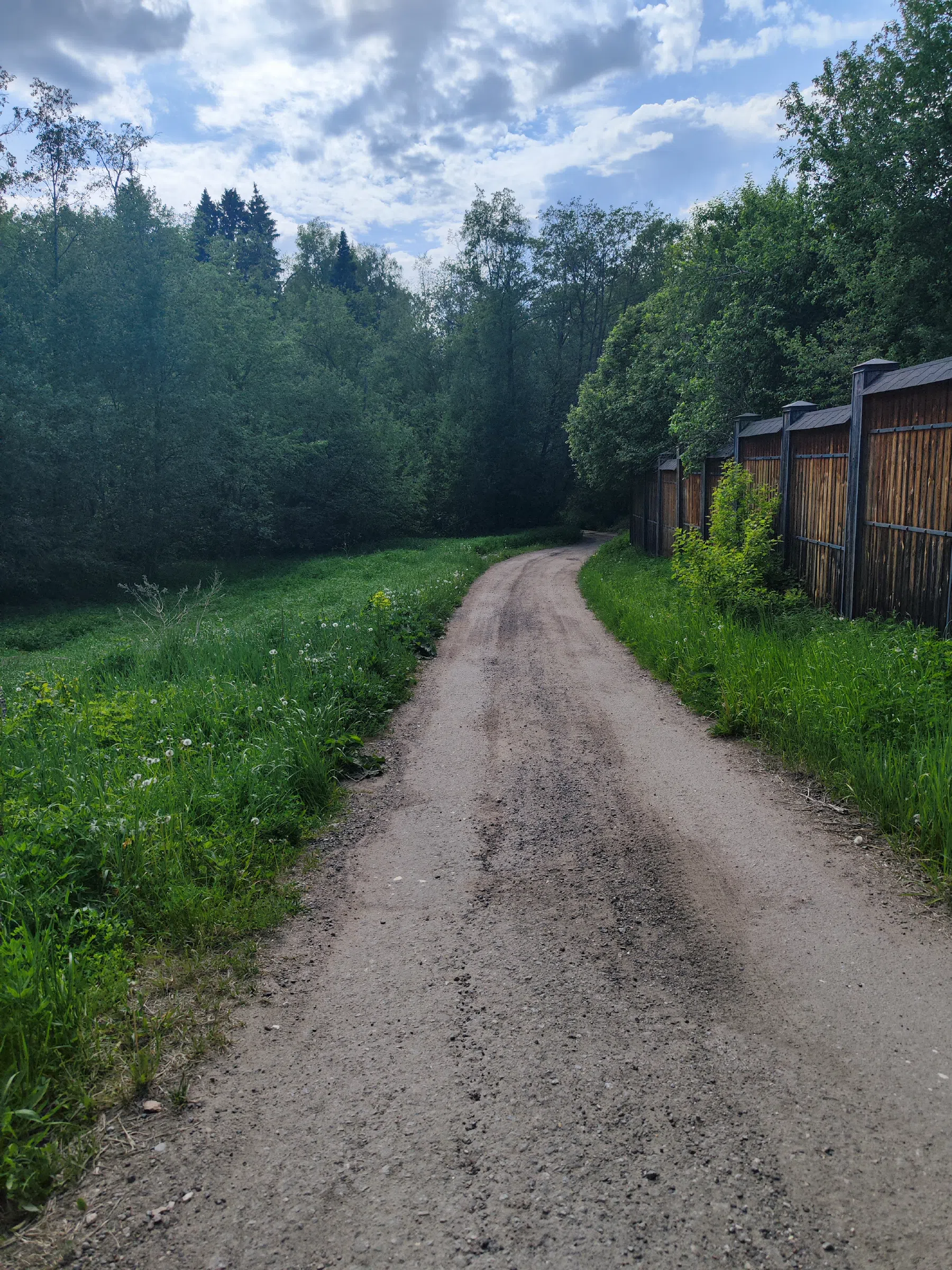 Лесная дорога к реке Истра, фото 4