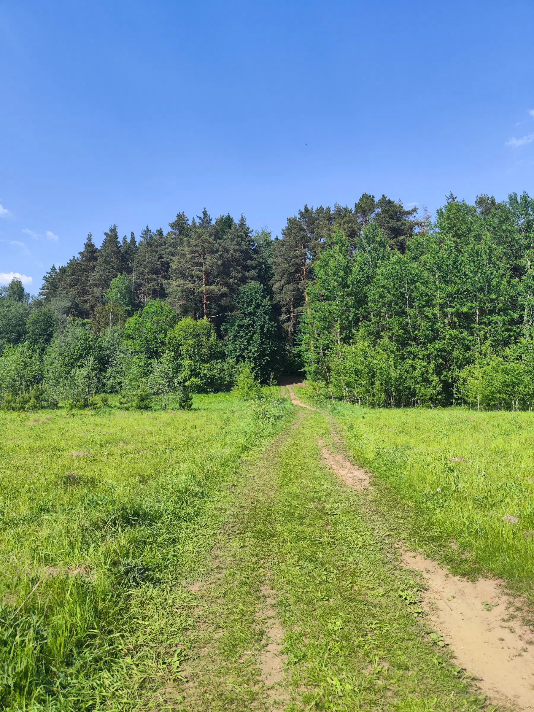 Лесная дорога к реке Истра, фото 13
