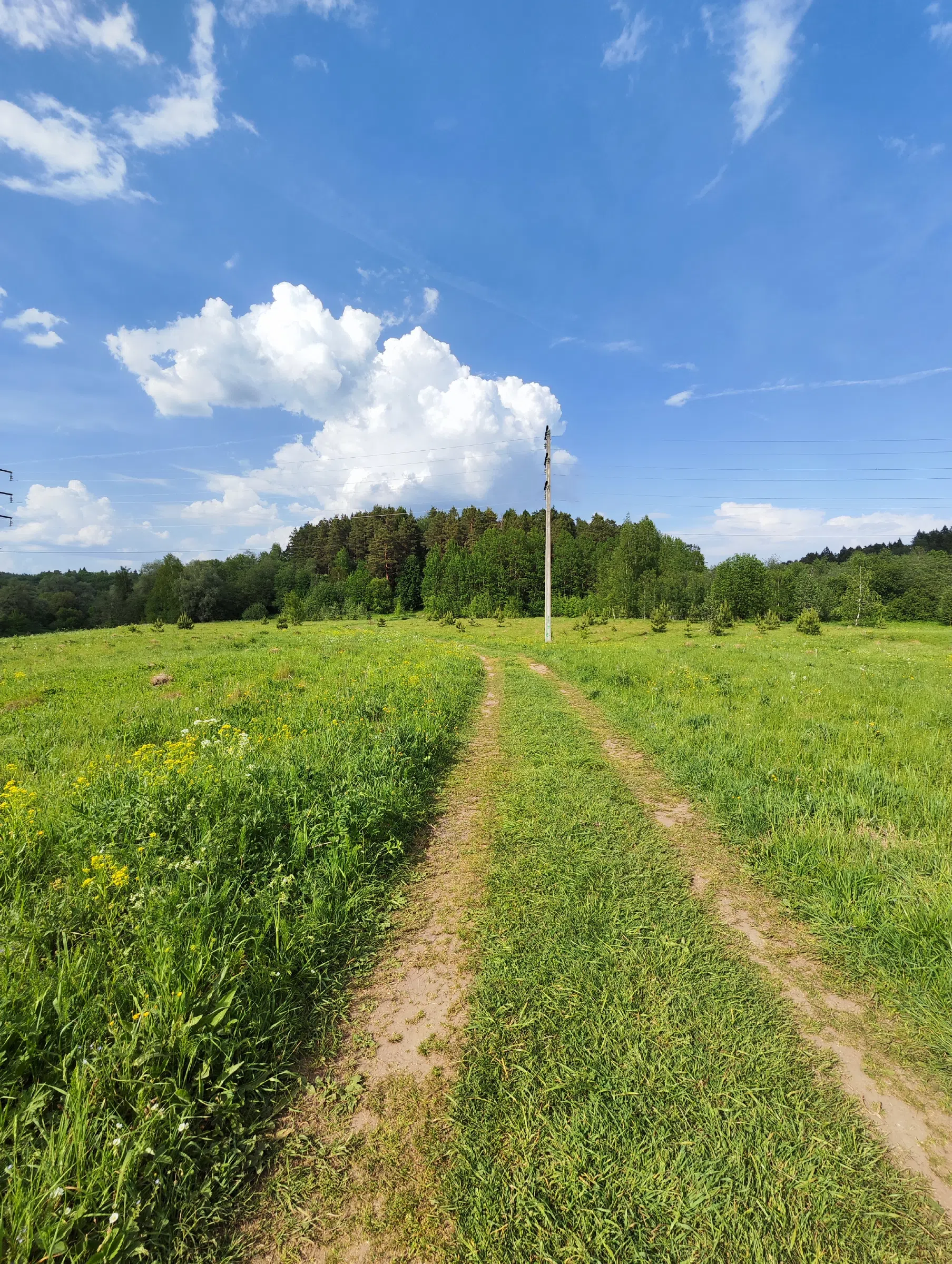 Лесная дорога к реке Истра, фото 21