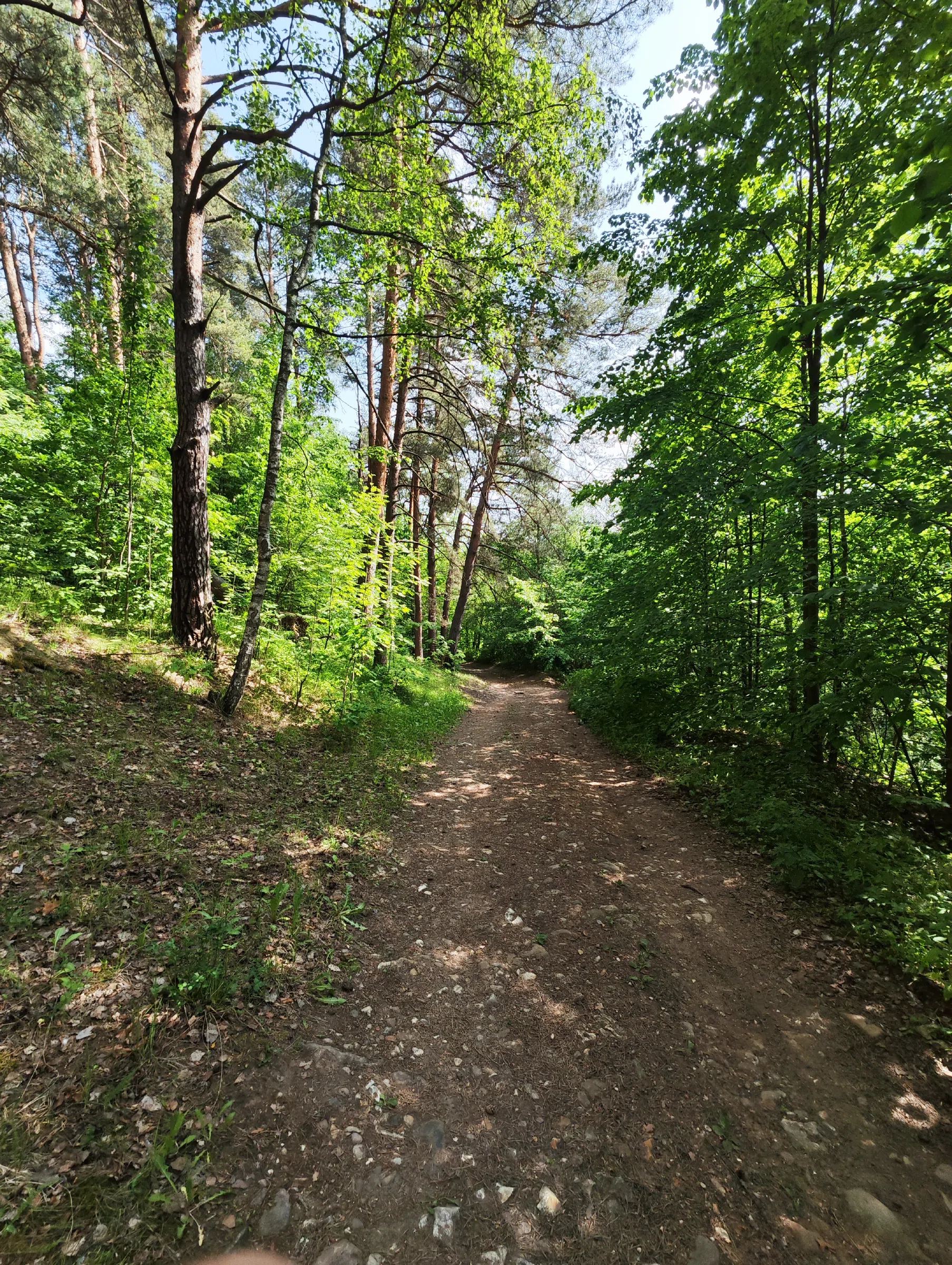Лесная дорога к реке Истра, фото 8