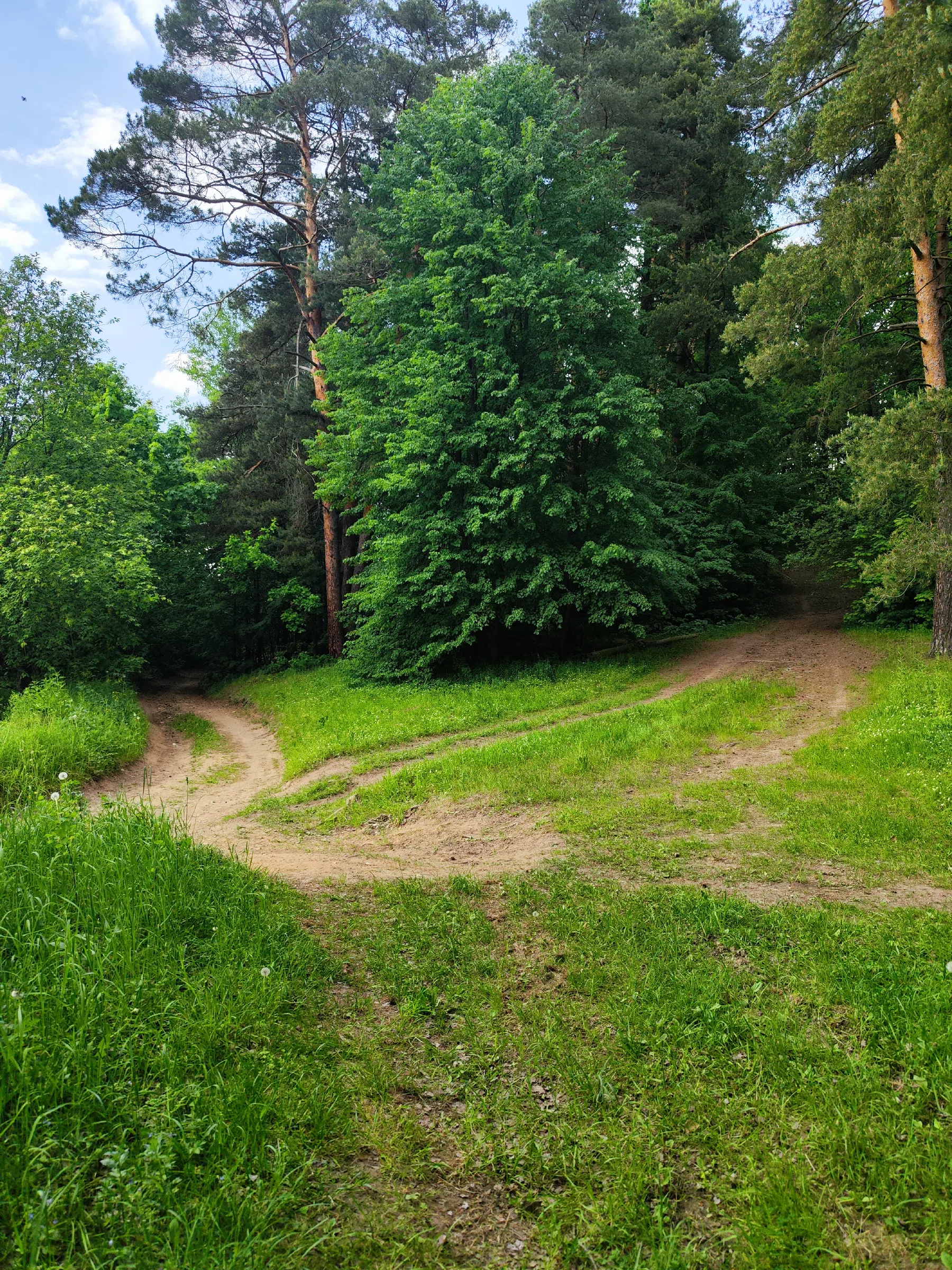 Лесная дорога к реке Истра, фото 20