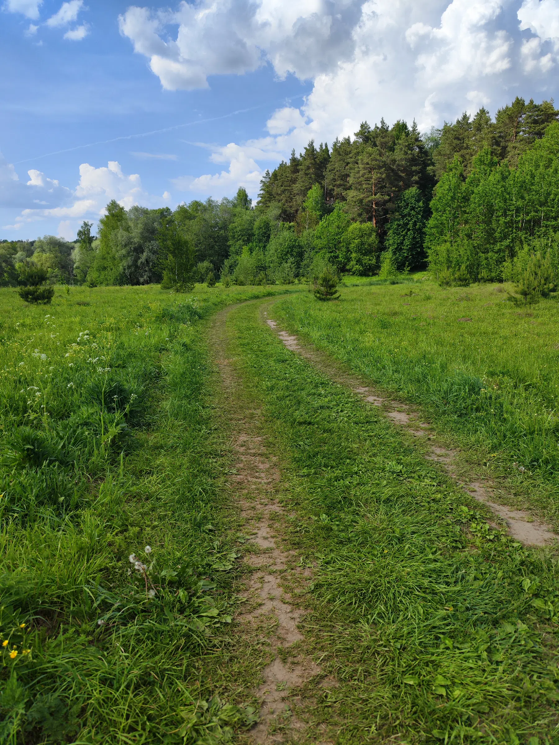 Лесная дорога к реке Истра, фото 18