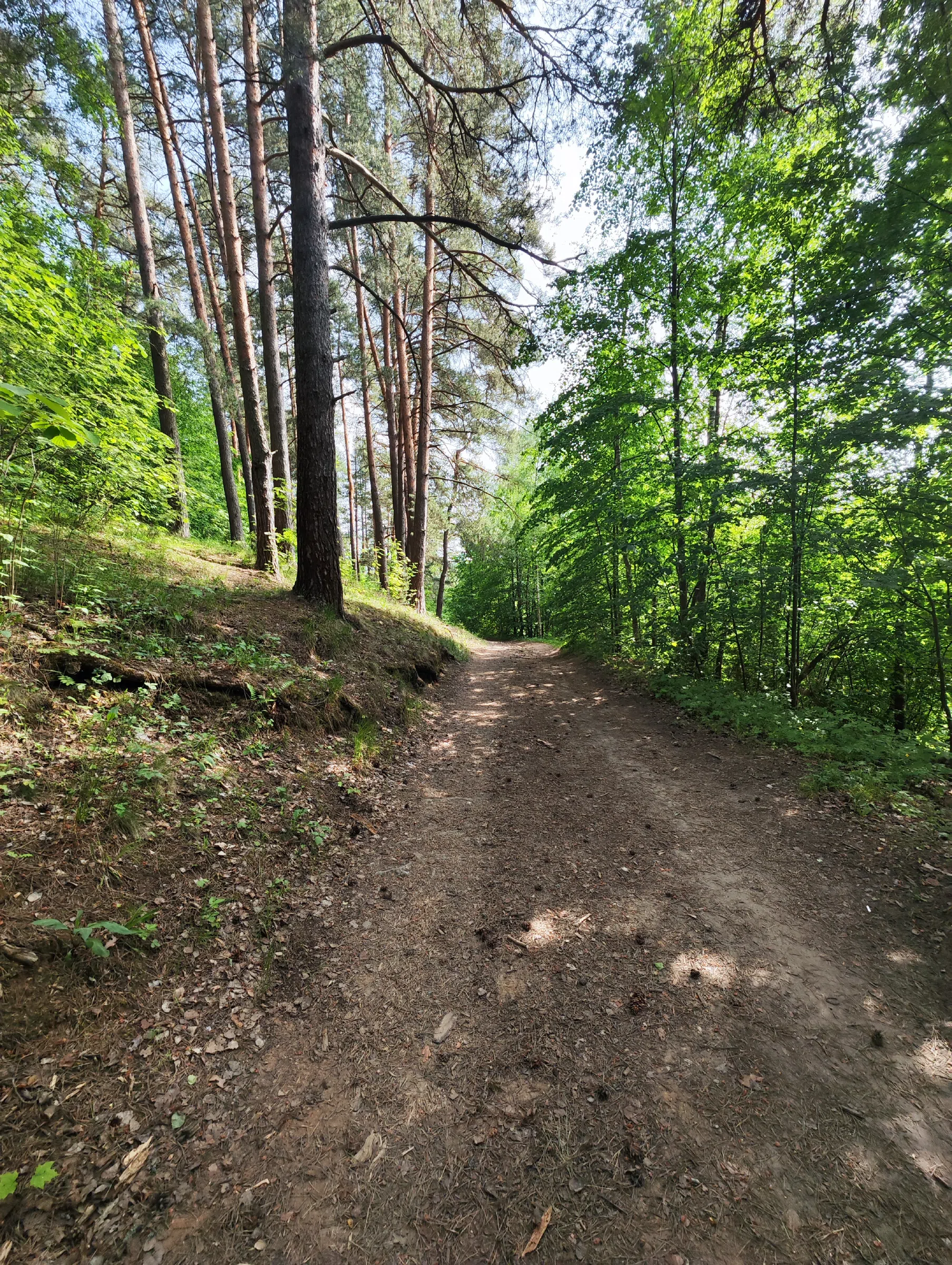 Лесная дорога к реке Истра, фото 6