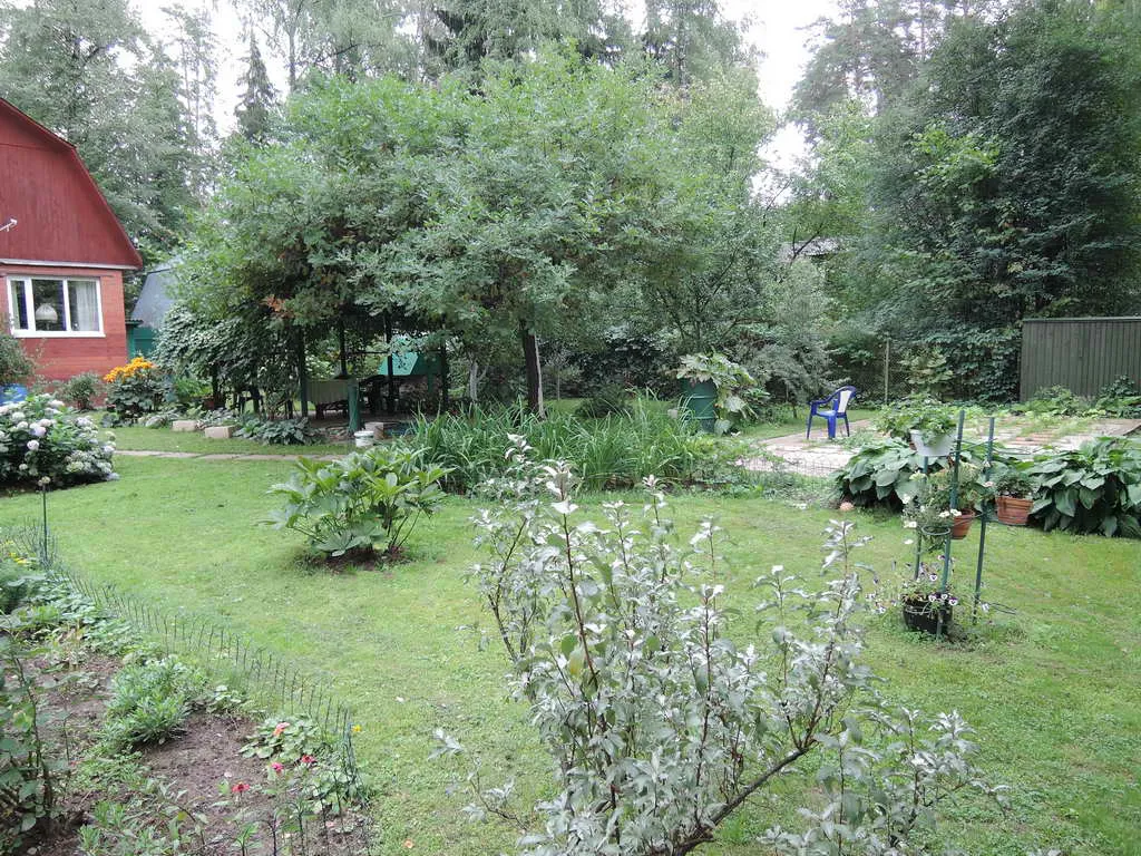 Дачный домик в чаще, фото 9