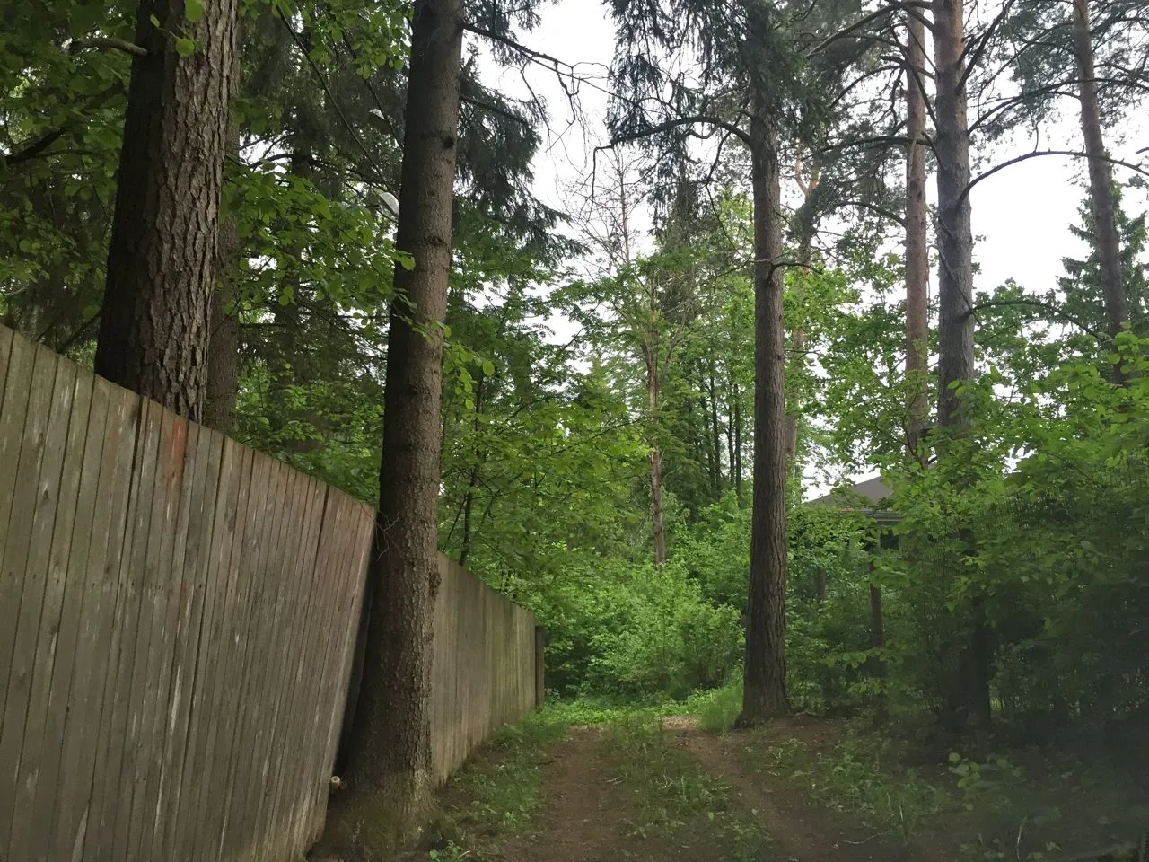 Дача в лесном стиле, фото 1
