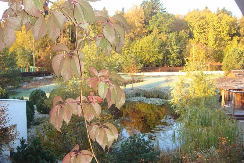 Дом с прудом и лилиями, фото 2