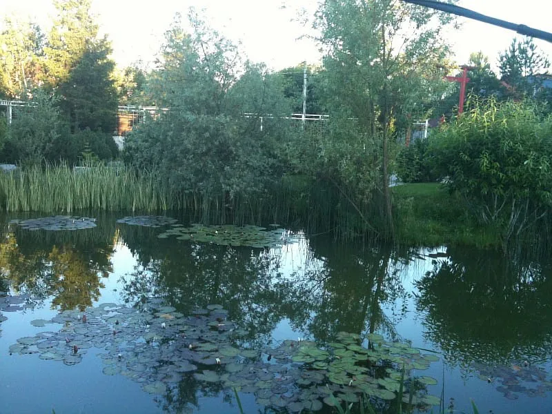 Дом с прудом и лилиями, фото 11