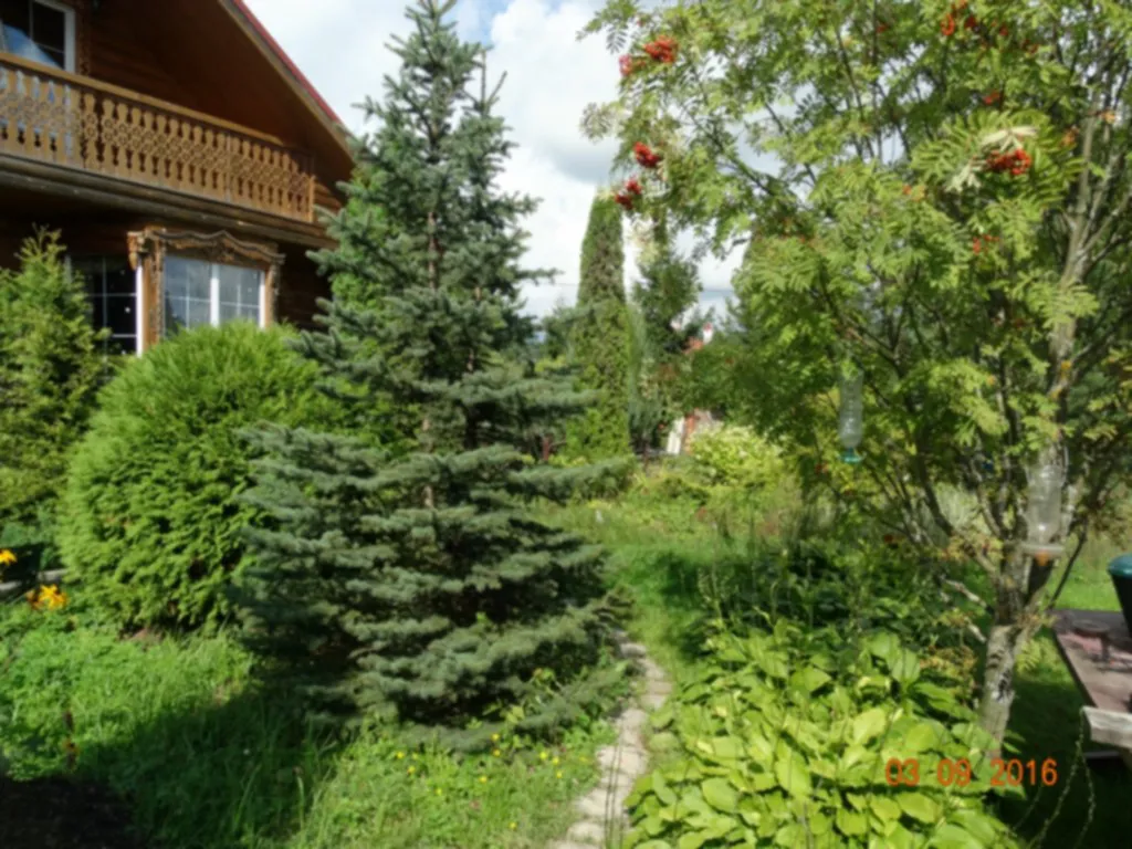 Дача в хвойном саду, фото 6