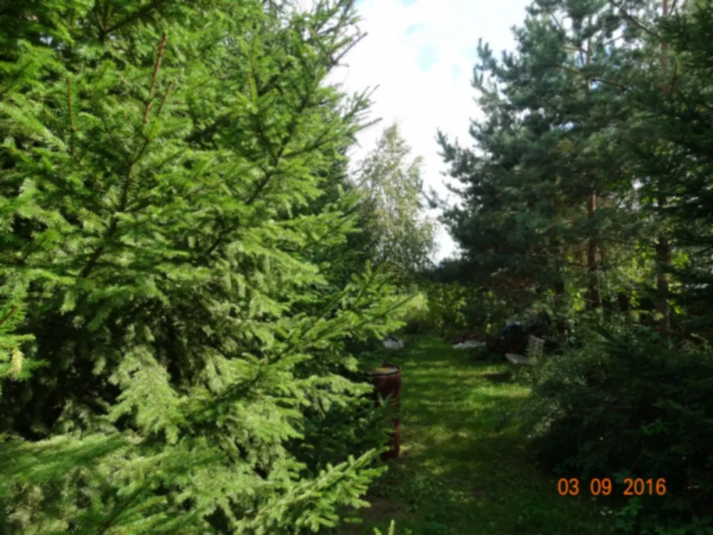 Дача в хвойном саду, фото 14