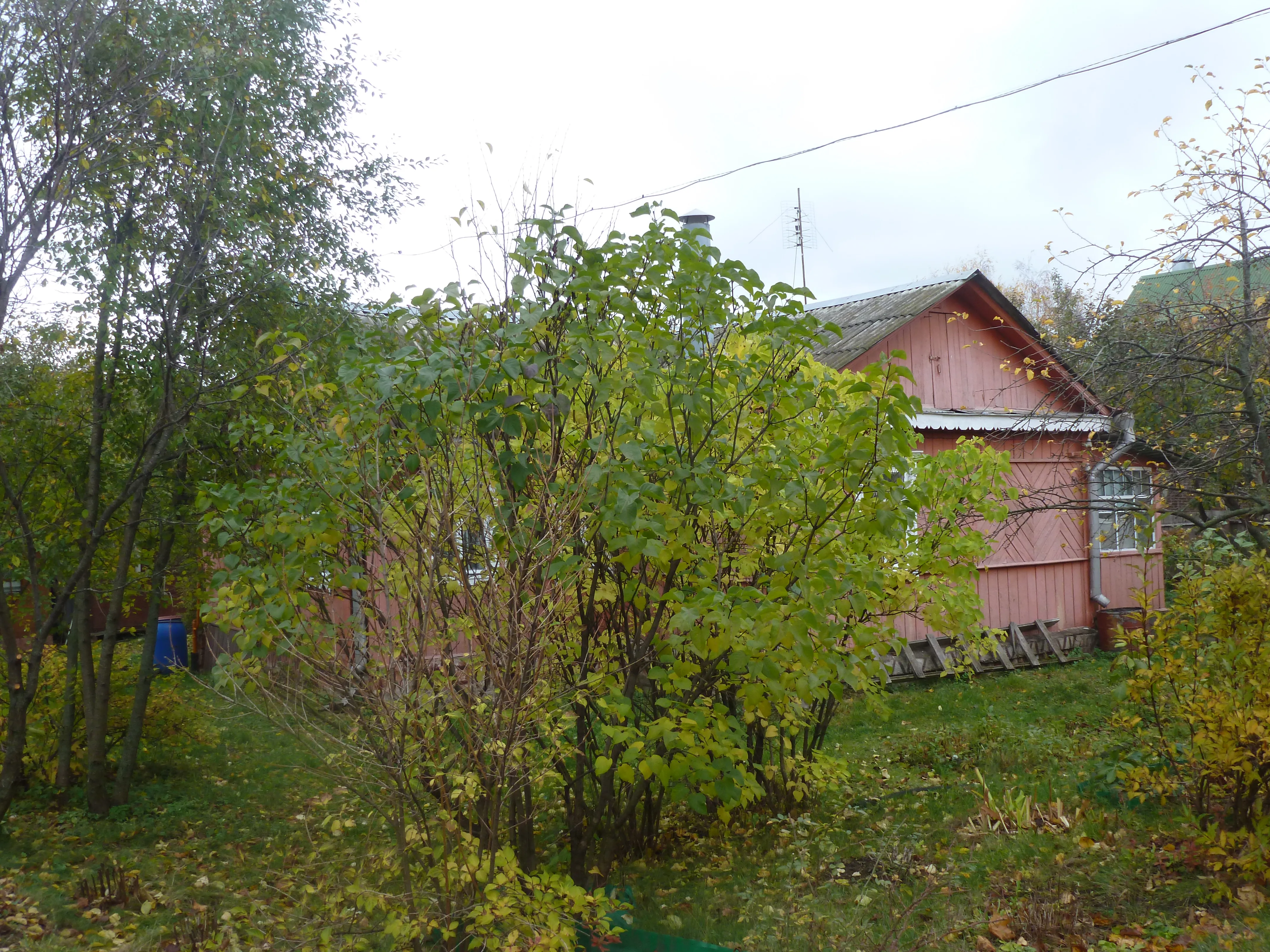 Рыжая дача в саду, фото 5