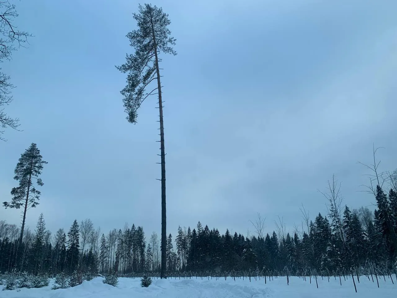 Зимний лес, фото 8