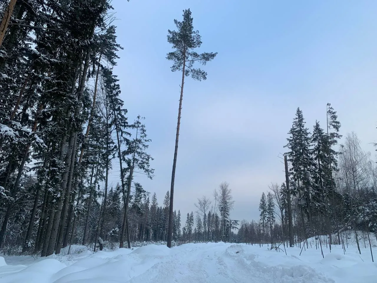 Зимний лес, фото 1