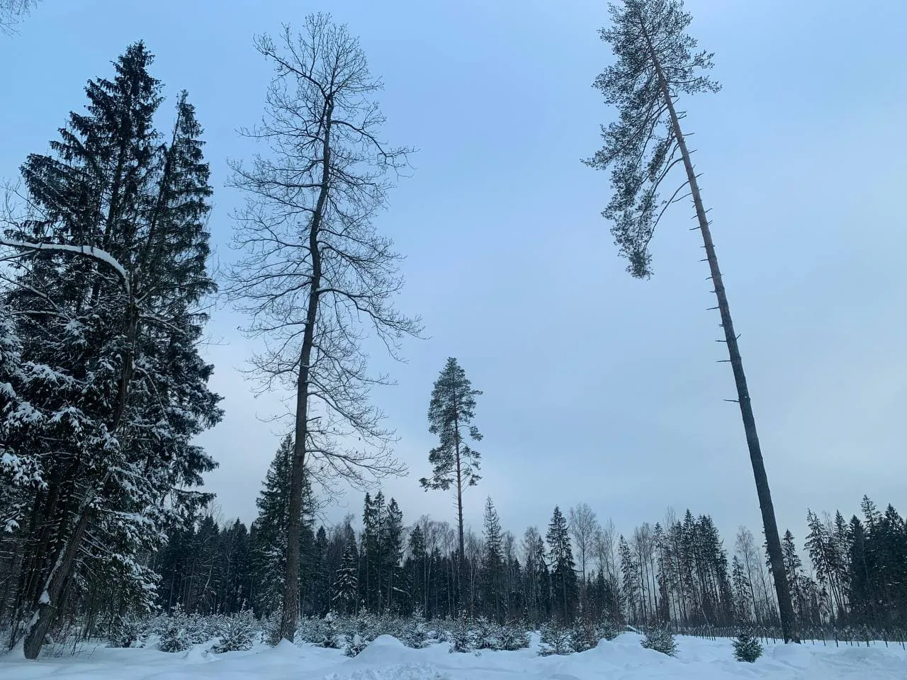 Зимний лес, фото 7