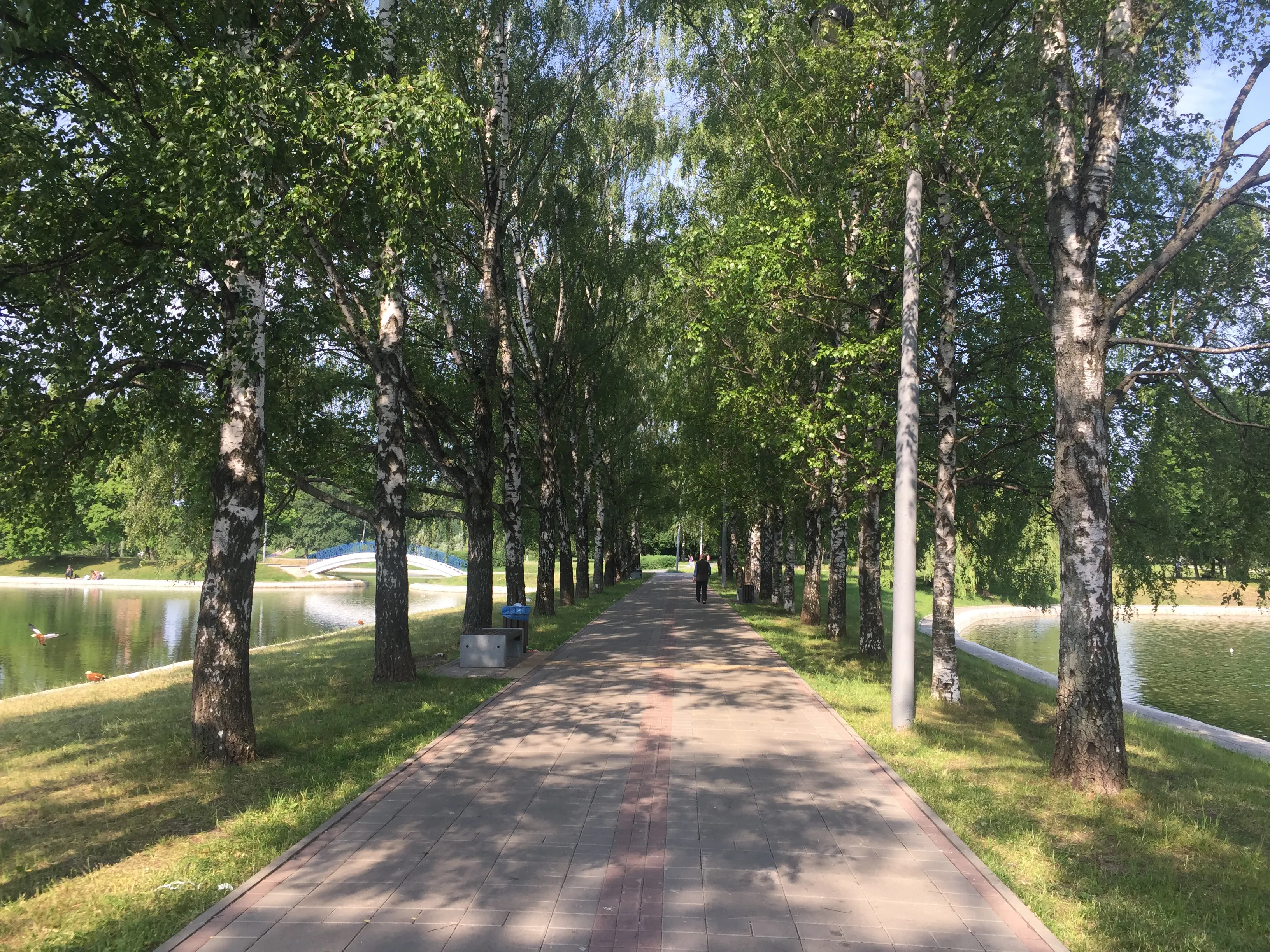 Зеленый парк у пруда, фото 4