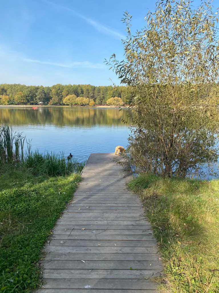 Парк у озера с фонарями, фото 5