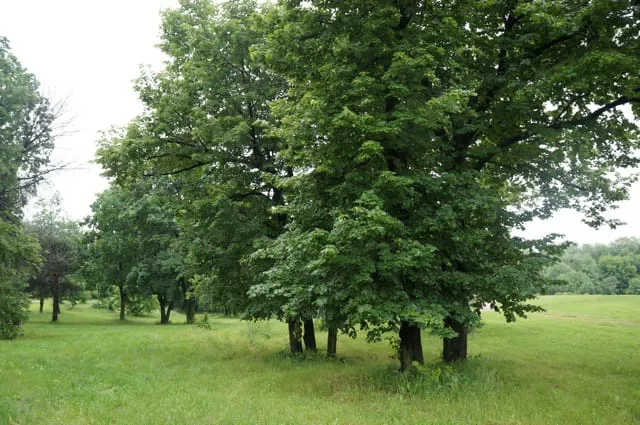 Парк с прудом и лестницей, фото 23