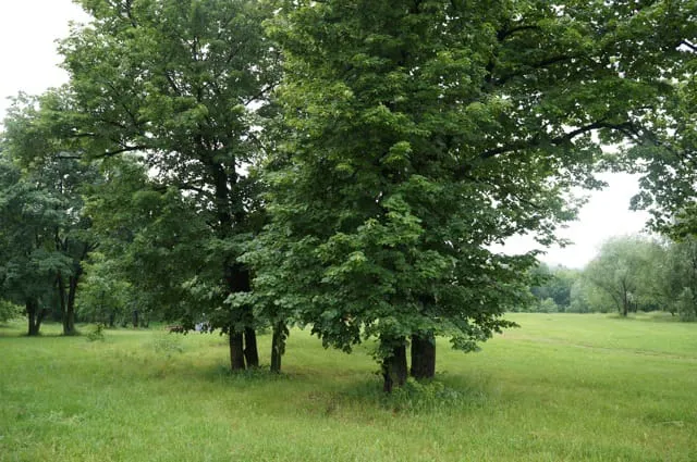 Парк с прудом и лестницей, фото 22