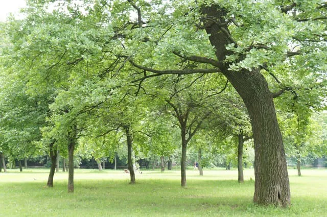Парк старинных дубов, фото 7