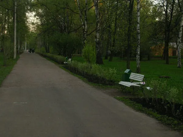 Березовая роща, фото 4