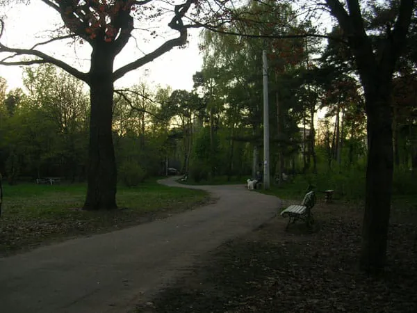Березовая роща, фото 9