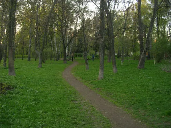 Березовая роща, фото 1