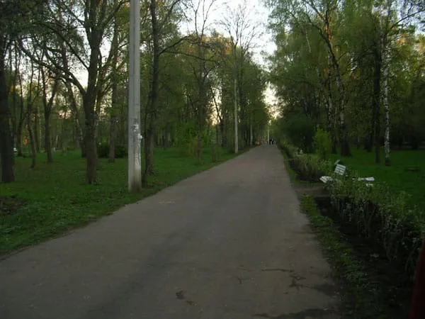 Березовая роща, фото 3