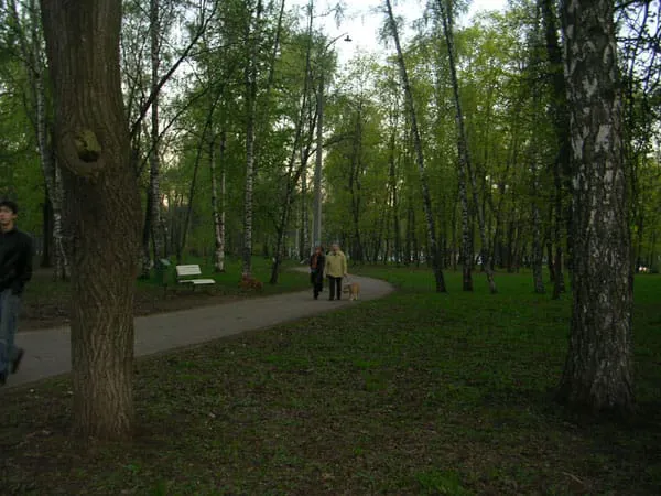 Березовая роща, фото 12