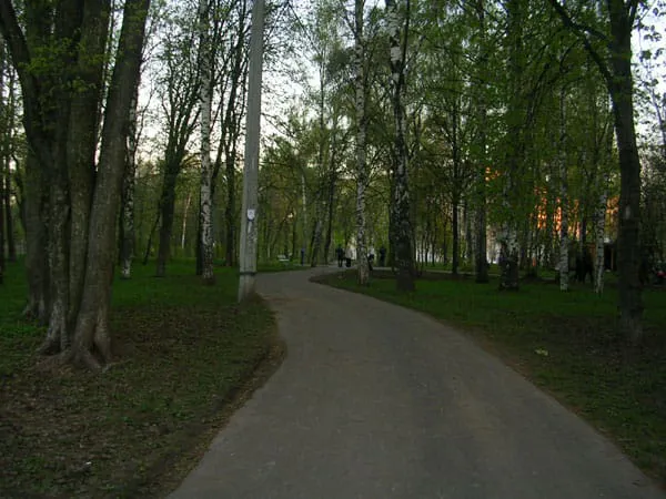 Березовая роща, фото 11