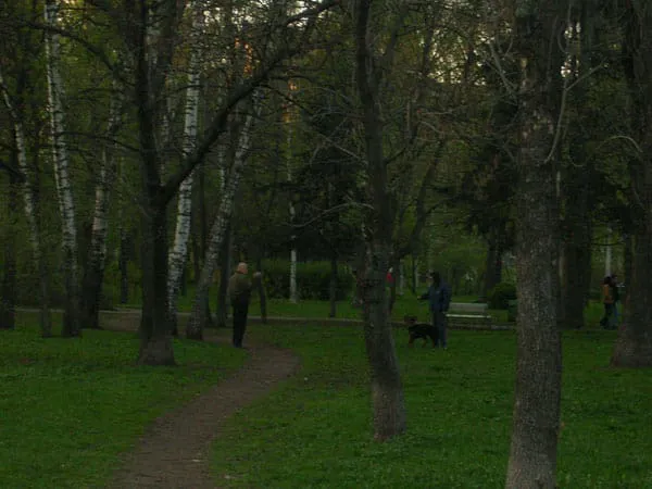 Березовая роща, фото 2