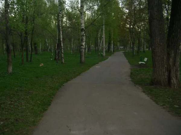 Березовая роща, фото 15