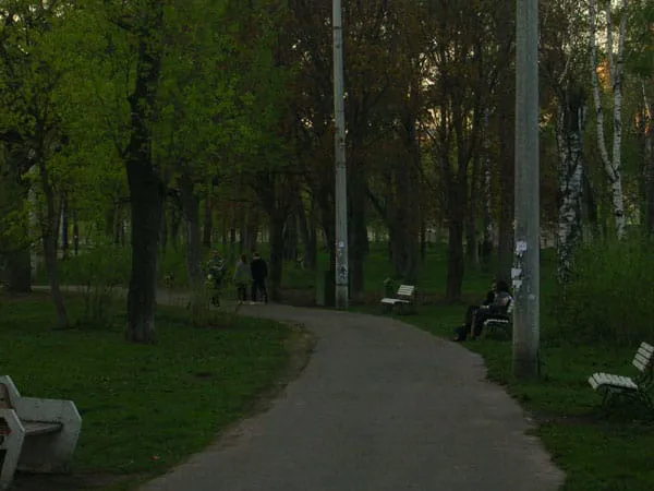 Березовая роща, фото 7