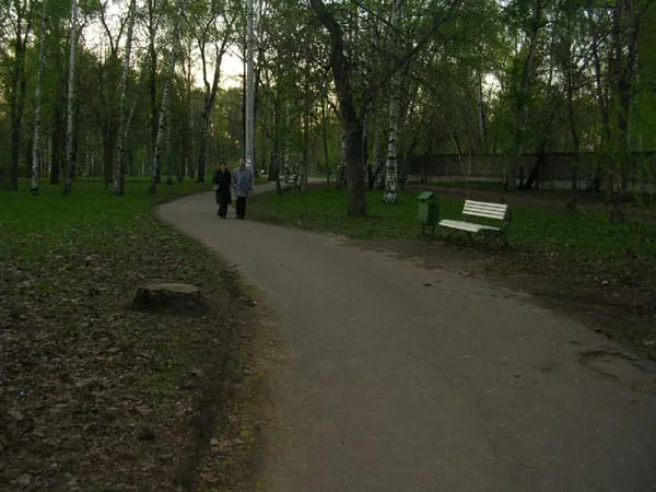 Березовая роща, фото 13