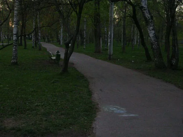 Березовая роща, фото 21