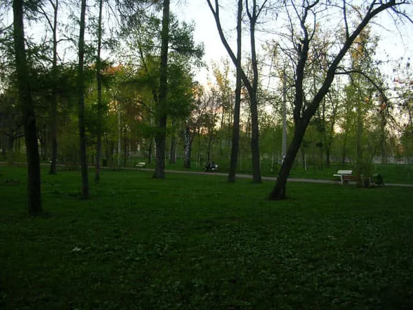 Березовая роща, фото 6