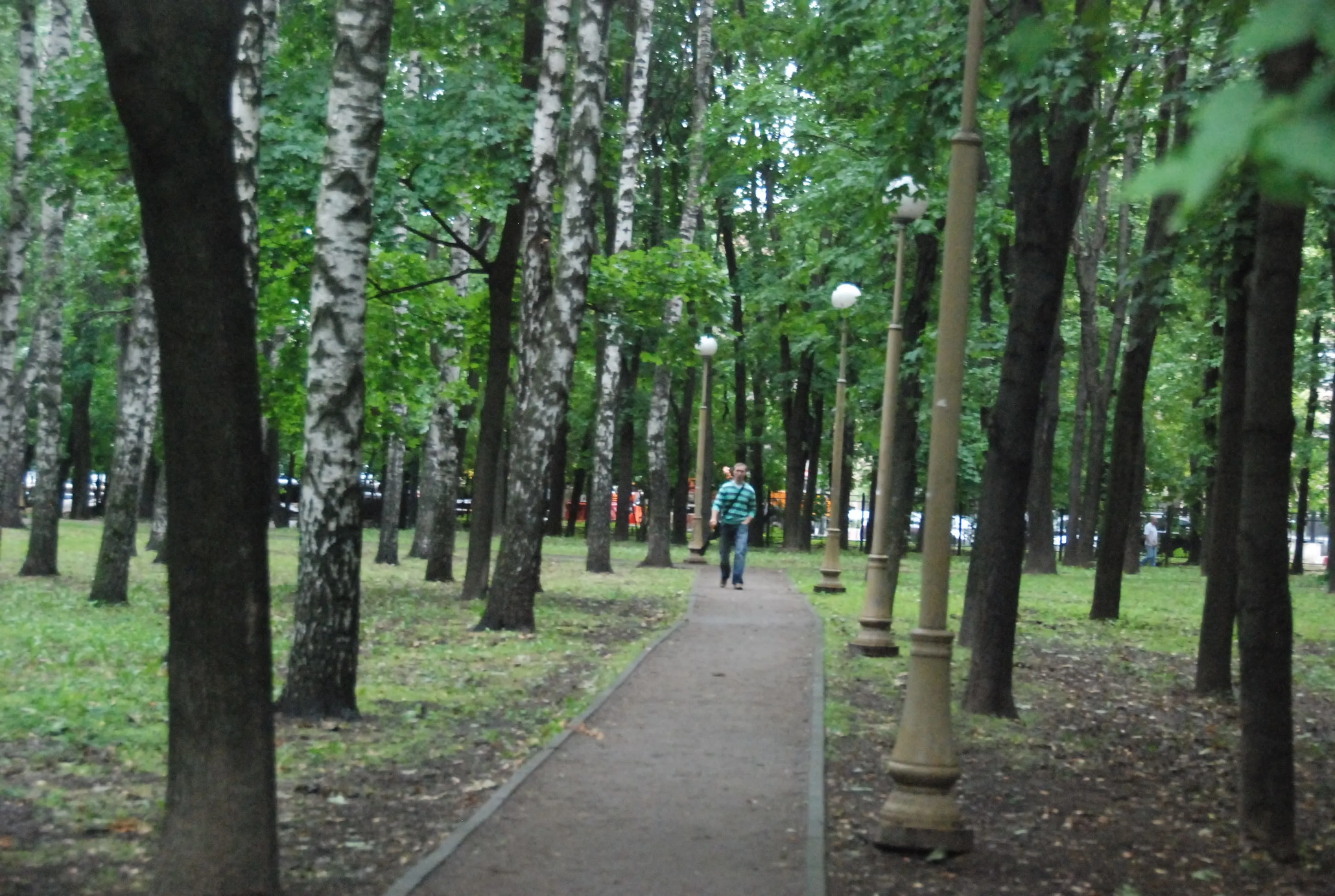 Парк, березы и лавка-колода, фото 22