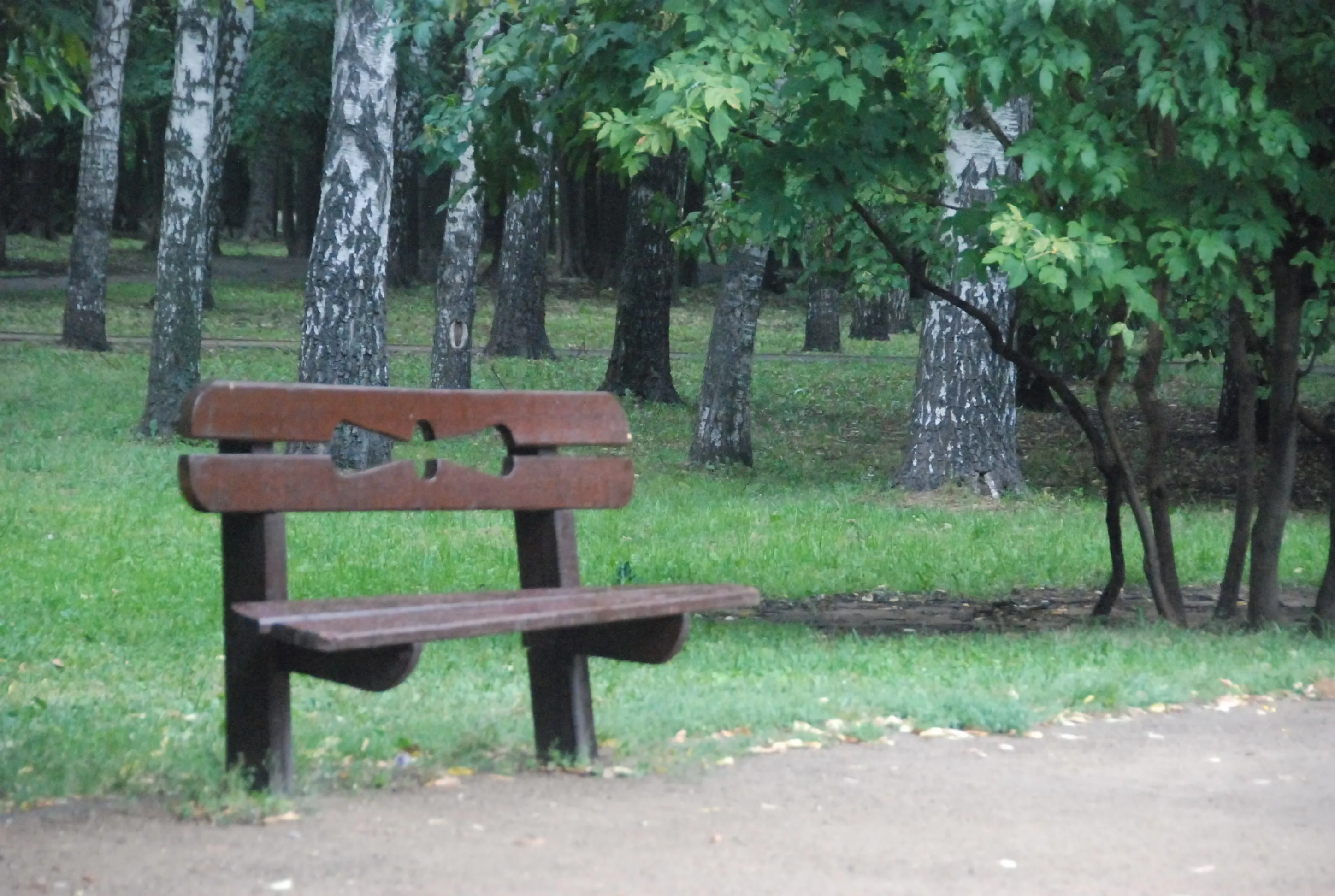 Парк, березы и лавка-колода, фото 4