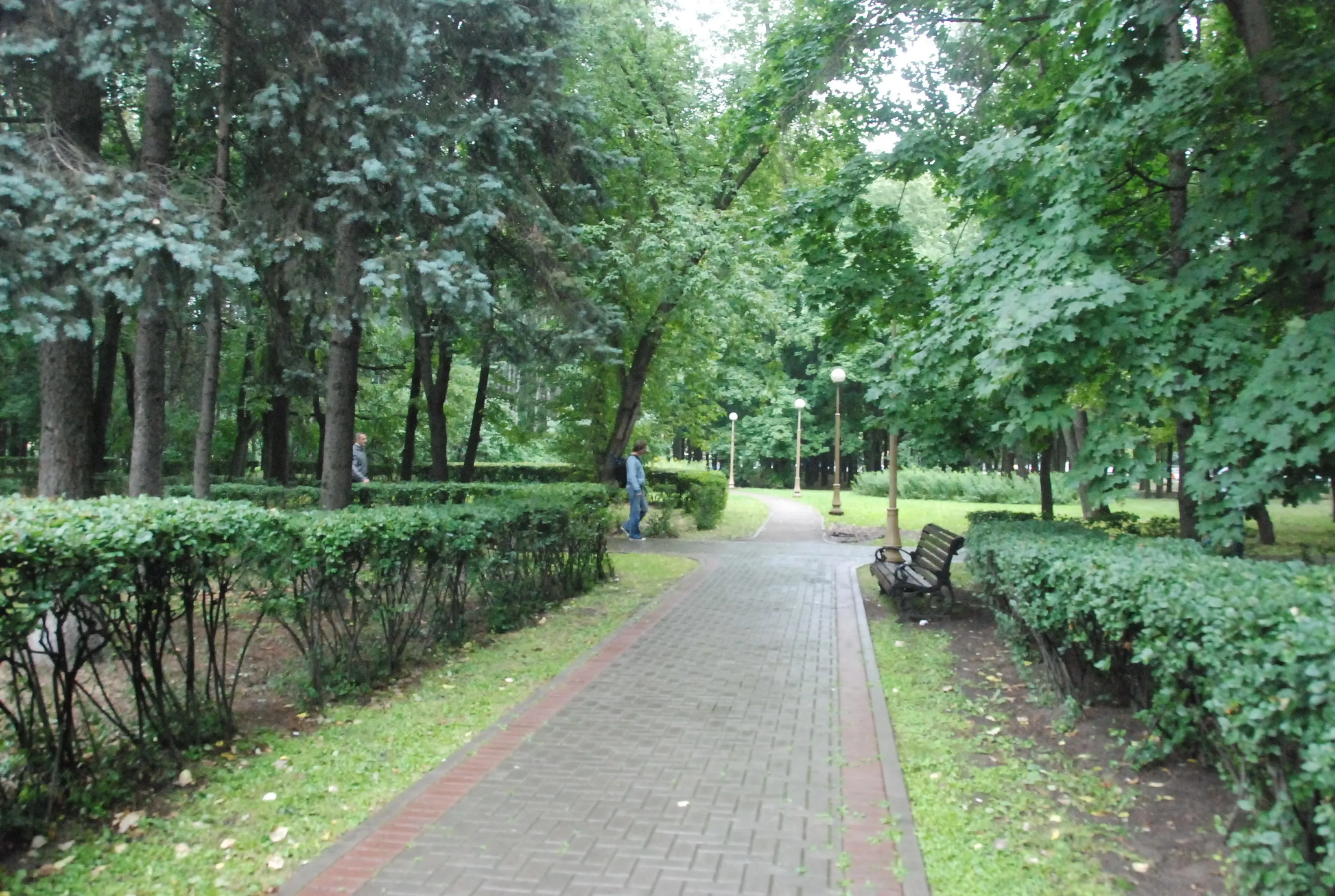 Парк, березы и лавка-колода, фото 15