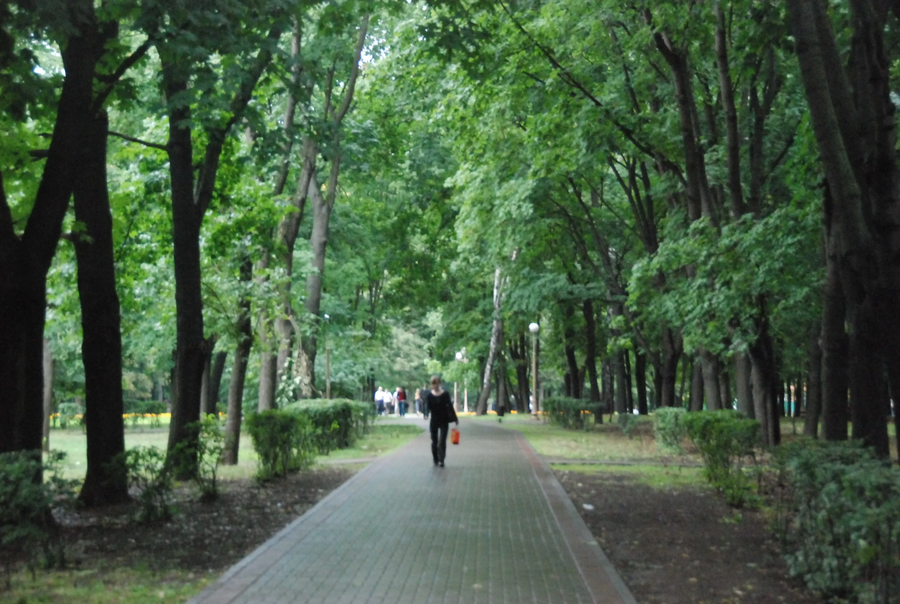 Парк, березы и лавка-колода, фото 18