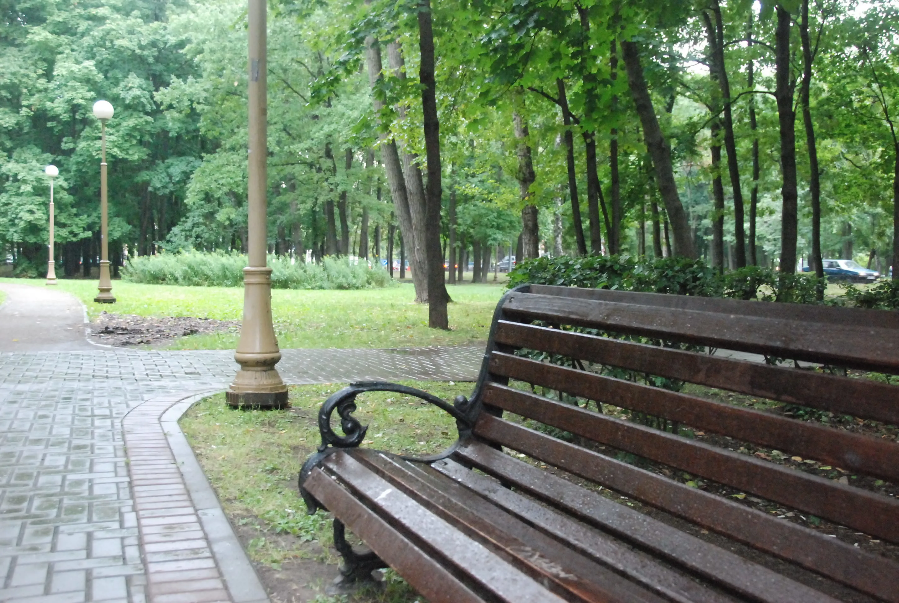 Парк, березы и лавка-колода, фото 16