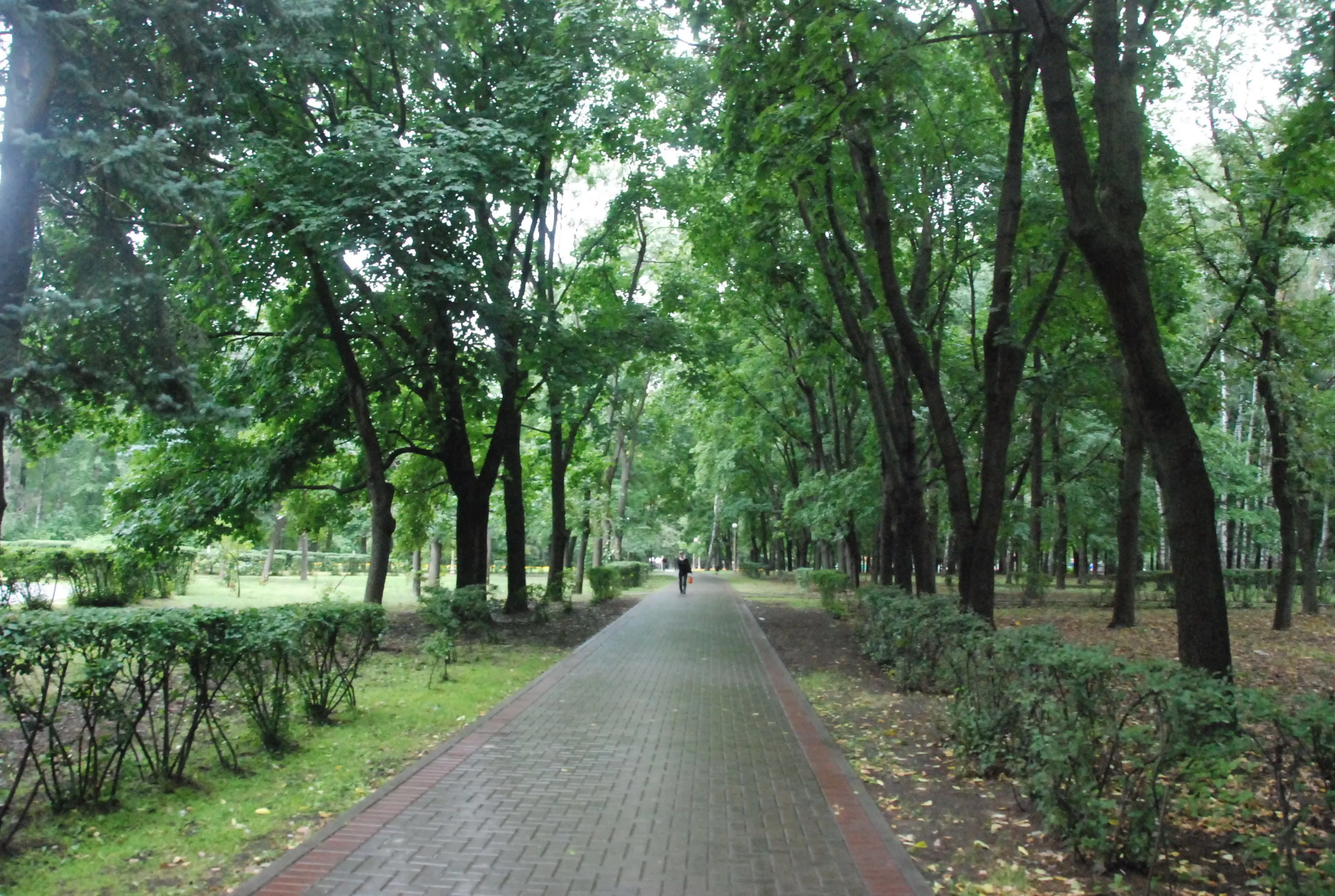 Парк, березы и лавка-колода, фото 17