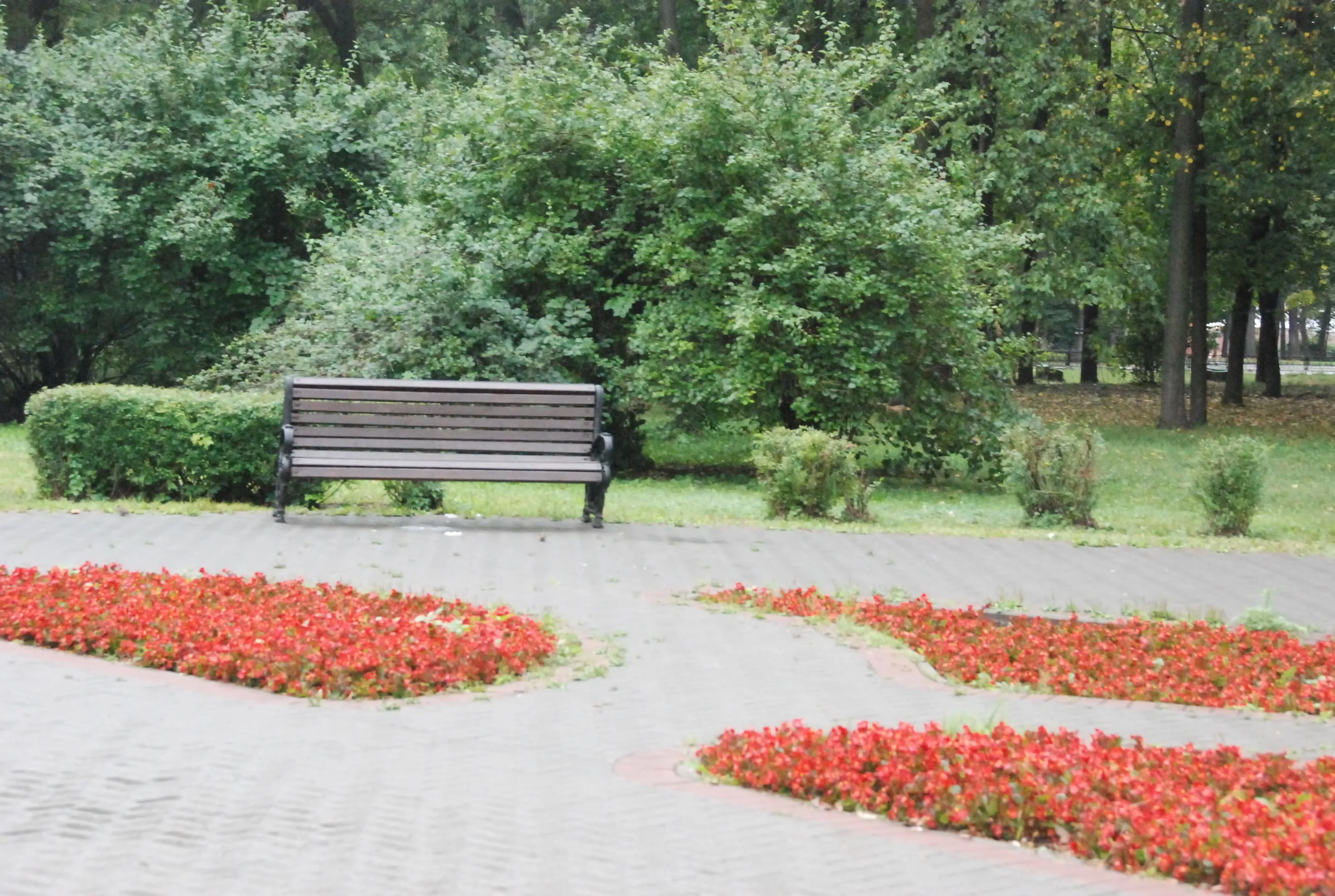 Парк, березы и лавка-колода, фото 13