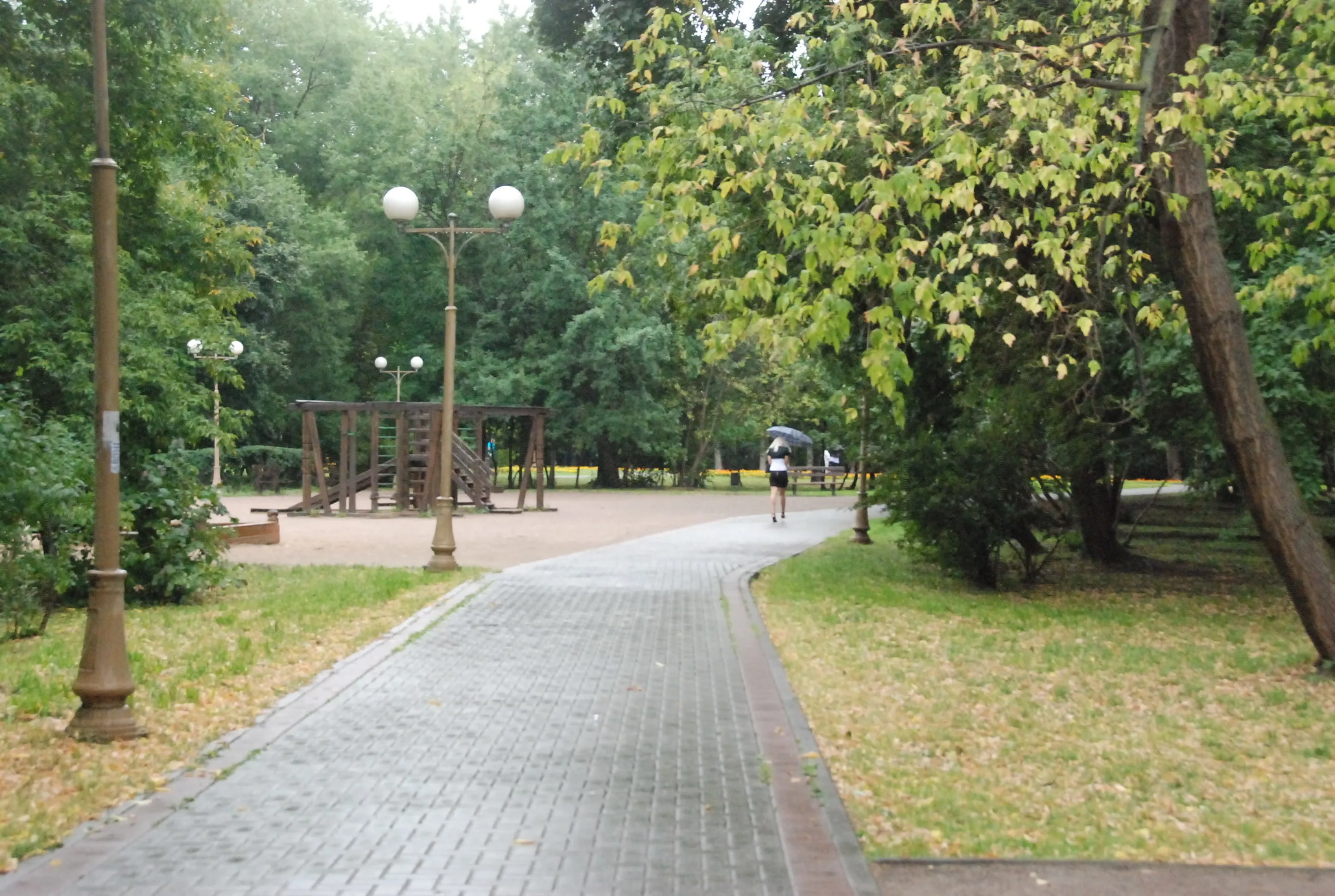 Парк, березы и лавка-колода, фото 1