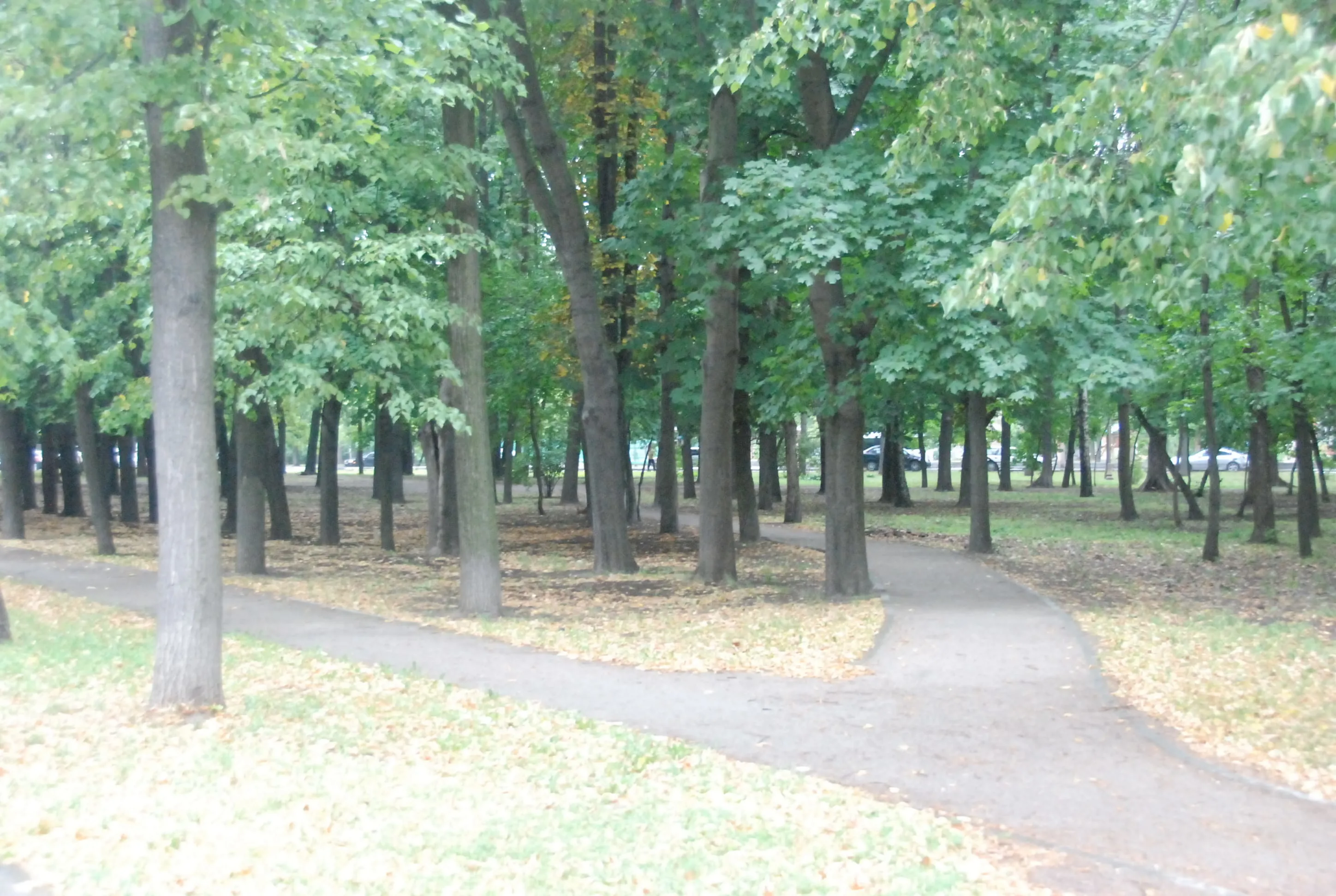 Парк, березы и лавка-колода, фото 8