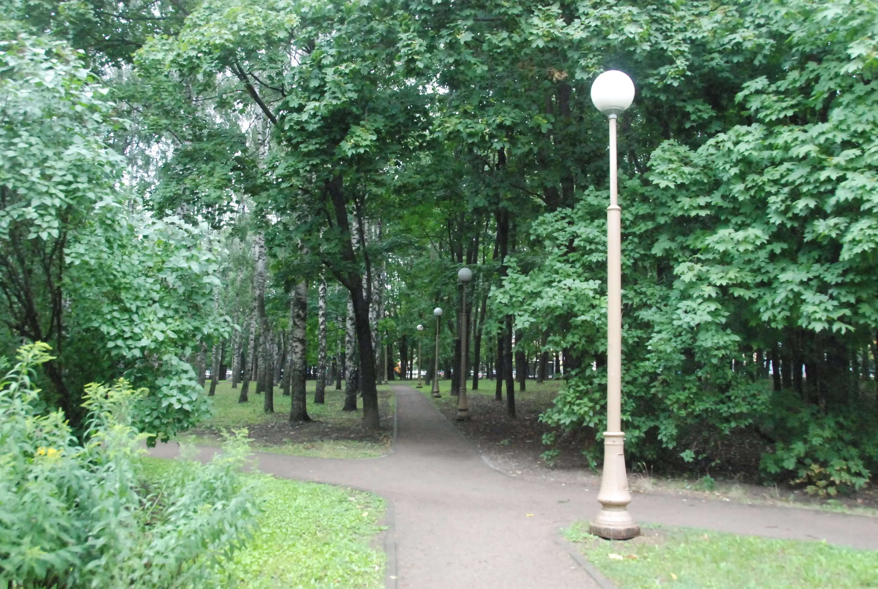 Парк, березы и лавка-колода, фото 20