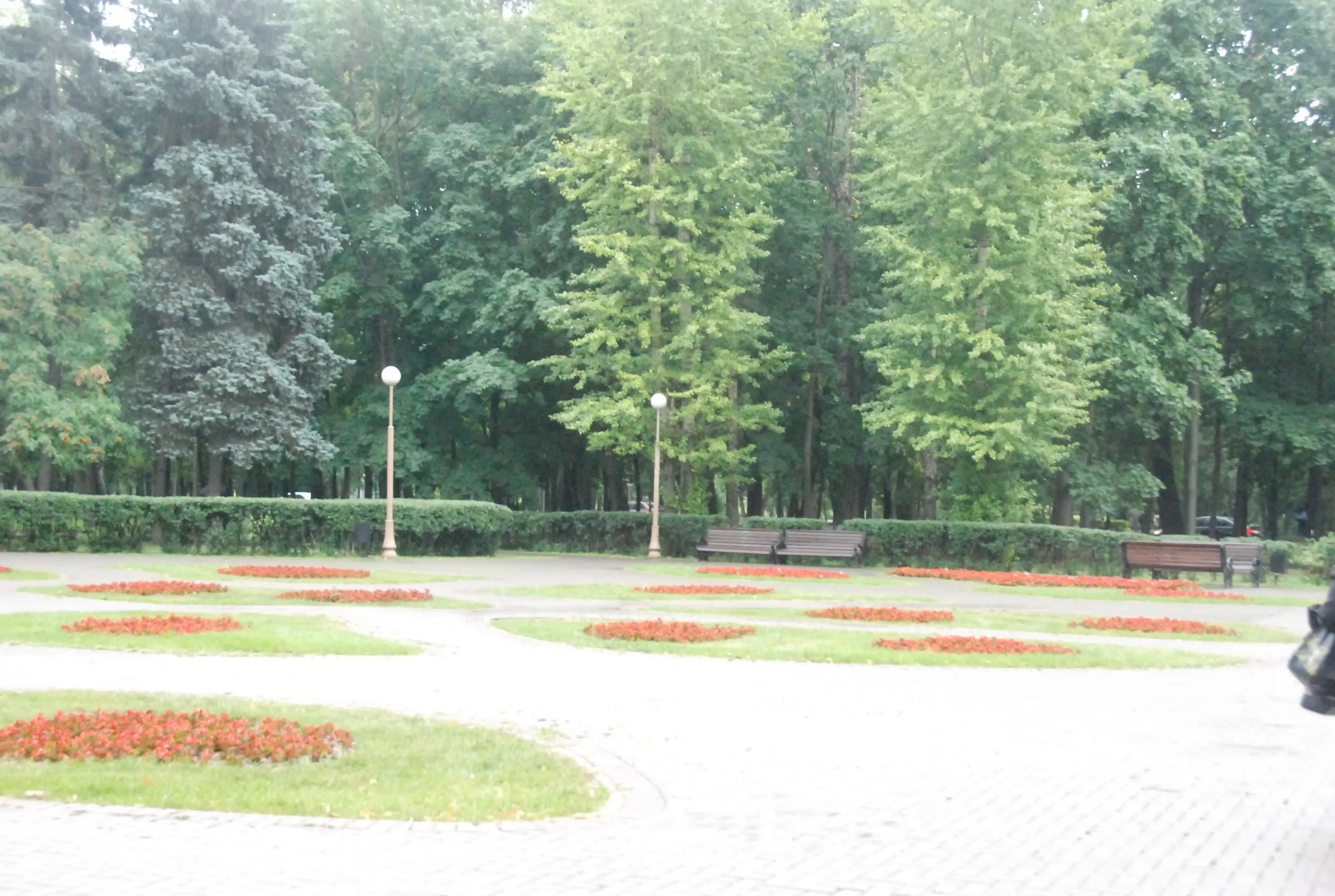 Парк, березы и лавка-колода, фото 10