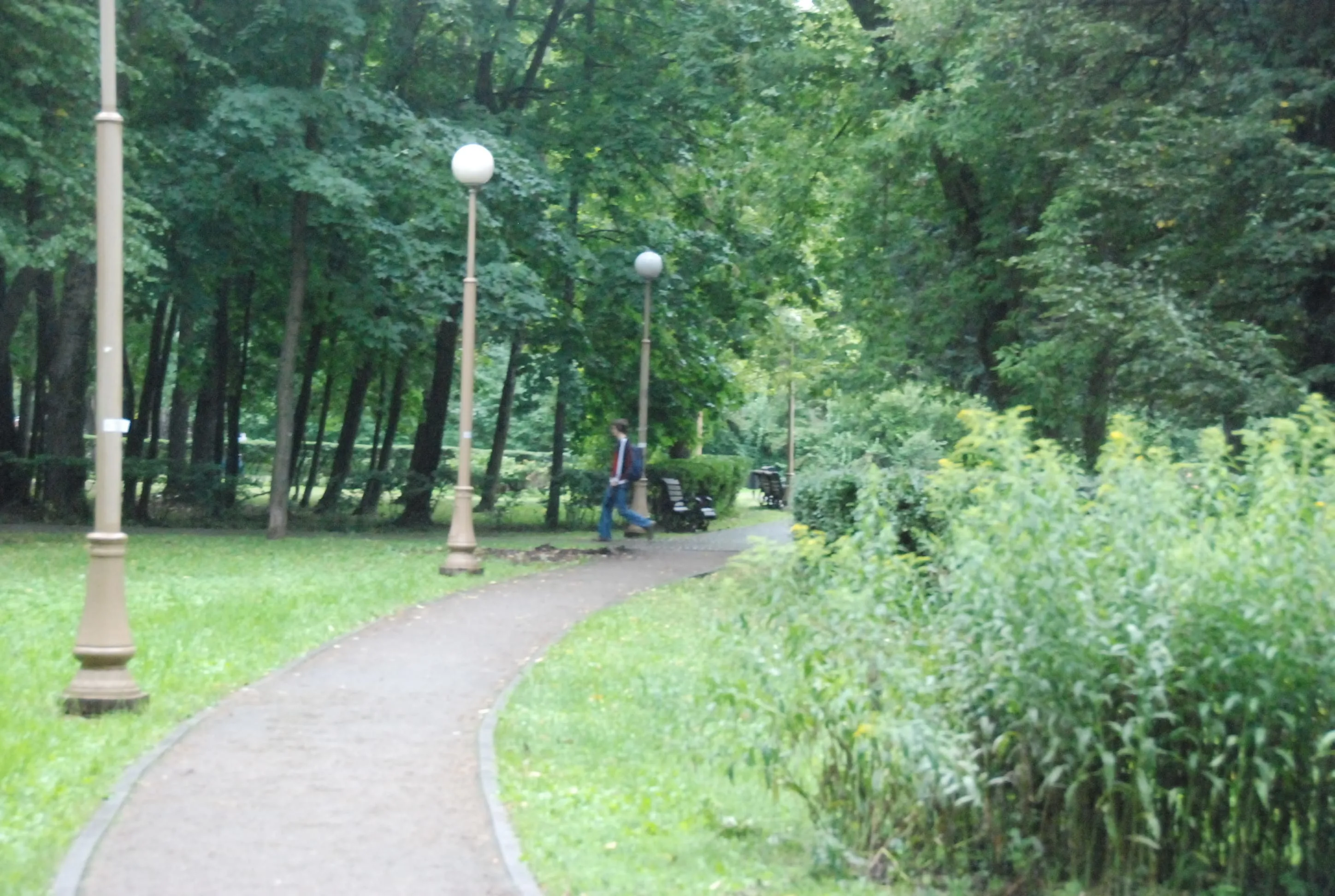 Парк, березы и лавка-колода, фото 24