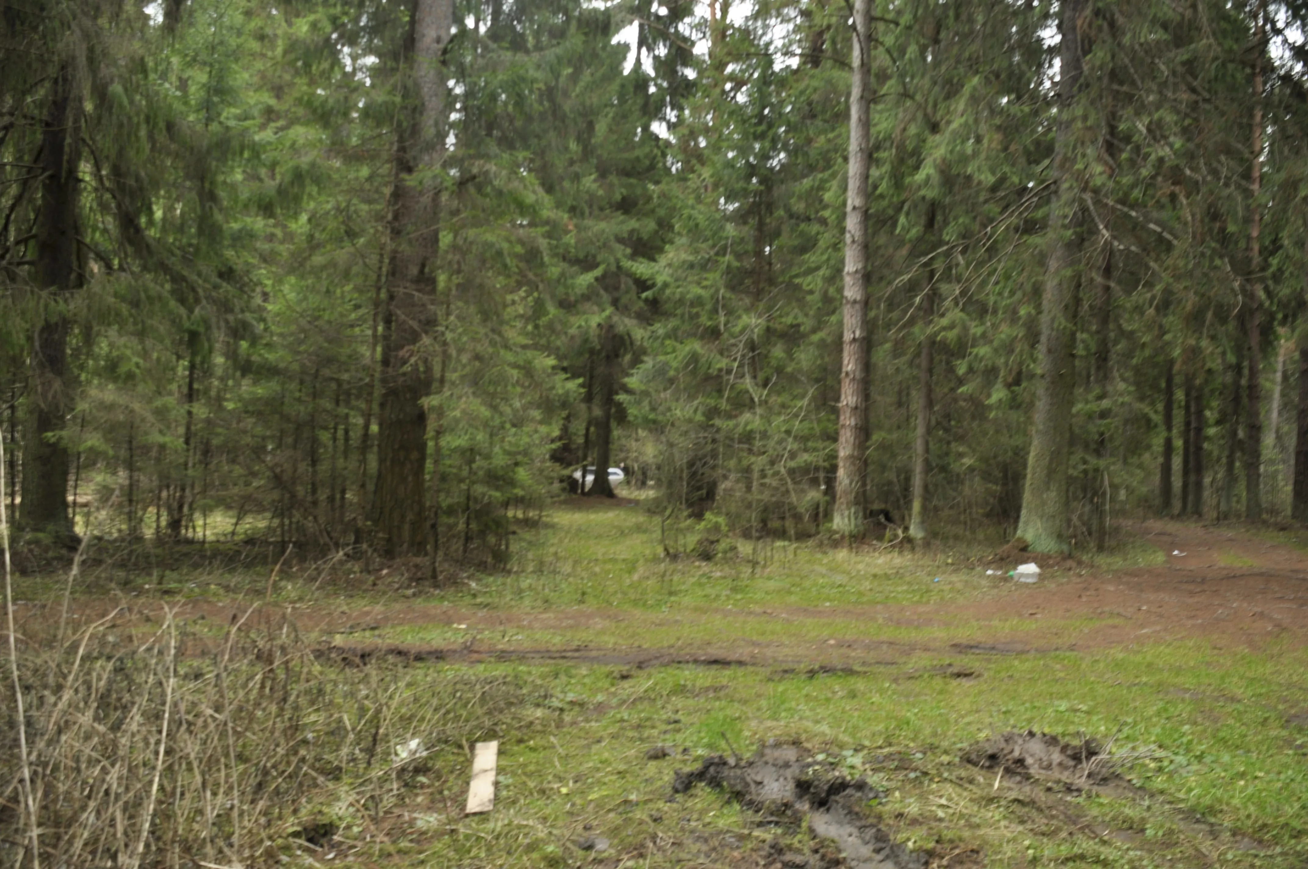 Хвойный лес с полянами, фото 3
